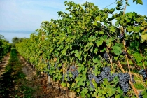 festa-vino-bardolino-05