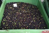 molitura-olive-produzione-olio-extravergine-lagodigarda-03