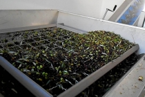 molitura-olive-produzione-olio-extravergine-lagodigarda-05