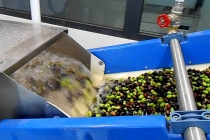 molitura-olive-produzione-olio-extravergine-lagodigarda-07