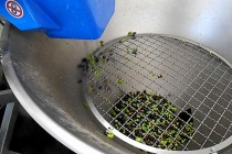 molitura-olive-produzione-olio-extravergine-lagodigarda-08