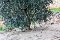 raccolta-olive-lagodigarda-01