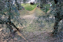 raccolta-olive-lagodigarda-02