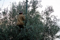 raccolta-olive-lagodigarda-03