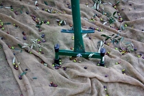 raccolta-olive-lagodigarda-04