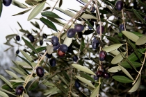 raccolta-olive-lagodigarda-05