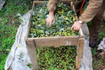 raccolta-olive-lagodigarda-06