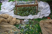 raccolta-olive-lagodigarda-07