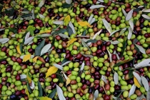 raccolta-olive-lagodigarda-08