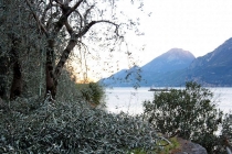 raccolta-olive-lagodigarda-09